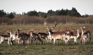 Fotografie z fotogalerie ubytování BL1674-Pandrup-Kystvejen-19 v destinaci Pandrup