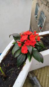 a planter with red flowers on a white rail at SERENA Apartamento Cudillero in Cudillero