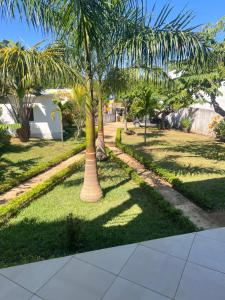 a row of palm trees in a park at Appartement OASIS in Hell-Ville