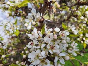 Ein Haufen weißer Blumen auf einem Baum in der Unterkunft Fordie East Cottage in Comrie + 2 Fotos
