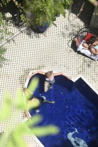 Gallery image of Riad Bindoo & Spa in Marrakech