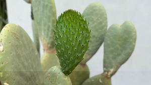 a close up of a green cactus plant at 537 Saint Emilion - Luxury Guest House in Saint-Laurent-des-Combes