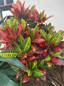 Imagen de la galería de Chalé com Banheira de Hidromassagem, en Água Boa 1 foto más