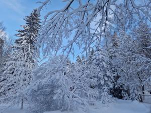 a group of trees covered in snow at Compact beautiful apartment with sauna in Kuusamo +8 photos