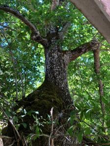 een close-up van een grote boom met bladeren bij LA CASA del CASTAÑO in Aracena