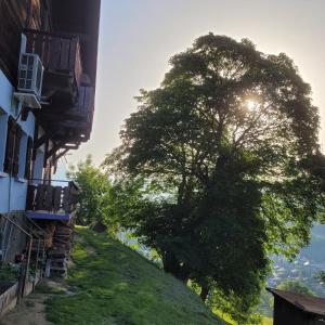 a tree on a hill next to a building at Gîte de l Auguille in Megève +6 photos