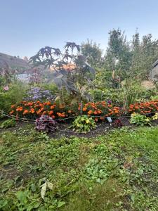 a garden with flowers and plants on the ground at Shark in Liepāja