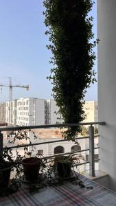 Un árbol sentado encima de un edificio en un balcón. en Terrazzino de Fatimides, en Túnez