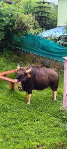 a bull with long horns standing in the grass at Pink House Vattakanal Kodaikanal in Kodaikānāl