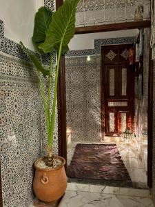 a plant in a pot next to a wall with a door at Riad bel kayed in Fès