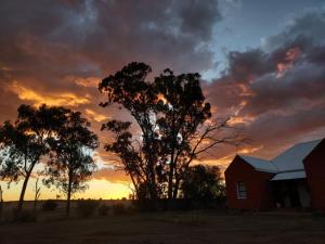 a tree and a house with a sunset in the background at Kareepoort Guest Farm in Bloemfontein
