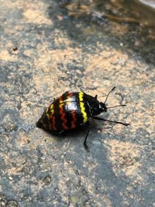 Gallery image of Shintuyahotsprings in Santa Rosa +19 photos