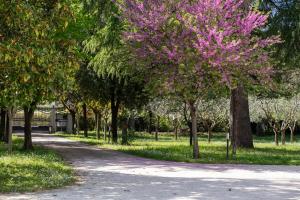 Un camino a través de un parque con árboles con flores rosas. en Oltremodo - Bed and Breakfast, en Tolentino
