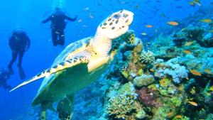 a sea turtle swimming in the ocean with a diver at Punta Mita Litibu Beachfront Studios Mar-3 in Punta Mita
