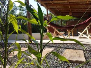 Κήπος έξω από το Les Twins +53 φωτογραφίες