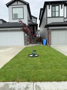 CalgarySuper house的房子前院子中间的一棵小树