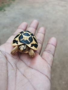 una piccola tartaruga è seduta su una mano di Cottage annona a Anuradhapura