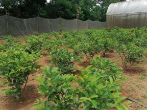 una fila di piante verdi in un campo di Cottage annona a Anuradhapura
