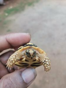 una persona che tiene in mano una piccola tartaruga di Cottage annona a Anuradhapura