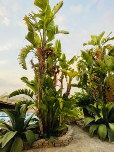 a group of palm trees in a garden at B&B Sole e Luna in Palermo