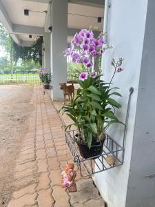O grădină în afara littlehousekhaoyai ลิตเติ้ลเฮาส์เขาใหญ่