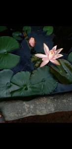 two pink flowers and green leaves in a pond at Turusewana rest in Kegalle