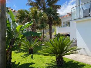 a yard with palm trees and a house at Casa do Cantinho do Muro in São Vicente