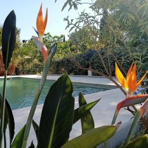 a view of the pool from behind some flowers at Maison Croisette in Sainte-Maxime