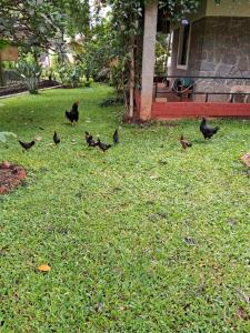 Afbeelding uit fotogalerij van Aranyeh People Tree Resort in Bangalore