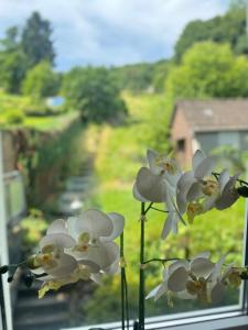 a group of white flowers sitting on a window sill at Mahesars Home 2 in Ennepetal