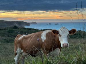 a brown and white cow standing in a field at Apartamento Camino a Lancha in Miengo