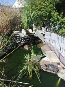 a couple of turtles sitting in a pond at Maison d'hôte avec jardin in Le Mans