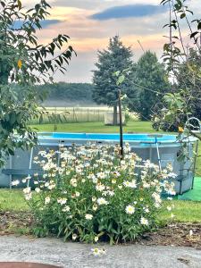 a garden with flowers in front of a pool at Hof zum alten Birnbaum in Friedland