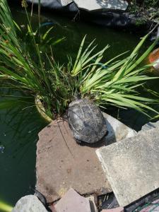 a small turtle sitting on a rock in a pond at Maison d'hôte avec jardin in Le Mans +2 photos