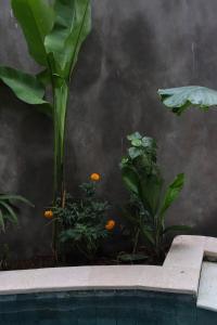 Vườn quanh 1-Bedroom Villa, high Speed wifi, pool and garden,