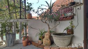 a group of potted plants in a pot on a wall at La Sen-Thu An-Có cửa sổ nhìn ra ban công in Thôn An Hòa