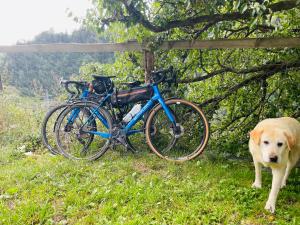 a dog standing next to a bike next to a fence at Guest House pesvebi in Mestia