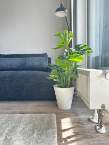 Una sala de estar con un sofá azul y una planta. en Hi Park Apartment, Free Parking, en Bratislava