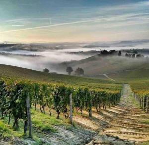 a vineyard in a field with fog in the background at Villa Corleone in Nizza Monferrato