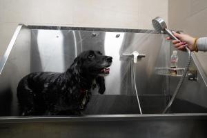 a black dog in a shower being washed at Rock Mill 1 Bed Apartment 19 in Stoney Middleton +66 photos