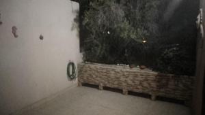 ein Raum mit einer großen Pflanze in einer Wand in der Unterkunft Alojamiento OLSI in Torreón