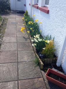 a garden of flowers on the side of a building at Finn McCools Giants Causeway Hostel in Bushmills