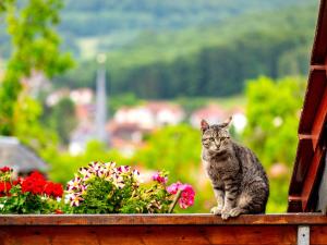 Billede fra billedgalleriet på Ferienhaus Am Sonnenstein i Holungen