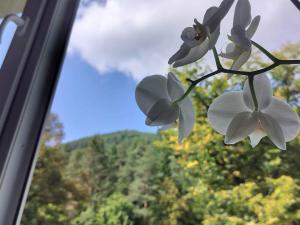 a close up of a window with white flowers at Ubytovanie na Hasičskej ulici in ľubochňa +3 photos