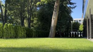 un albero in mezzo a un prato di SoLo a Kołobrzeg