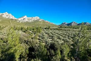 an open field of trees with mountains in the background at Arty Provence, vue, calme et piscine chauffée dans les Alpilles proche St-Rémy-de-Provence in Saint-Étienne-du-Grès