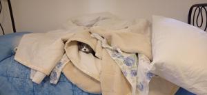 a cat laying under a blanket on a bed at Agriturismo IL CERRO in Marzabotto