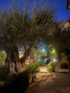 Gallery image of Angela Studios in Sivota