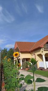 a house with a field of sunflowers in front of it at Barackvirág in Balatongyörök