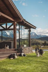 a group of dogs laying in the grass next to a building at Los Rebeldes in Baggle